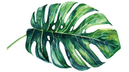 Watercolor clipart tropical leaf. Hand draw. Fabric s