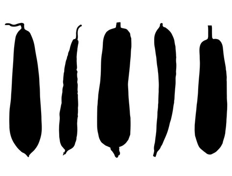 Luffa vegetable silhouette vector art white background