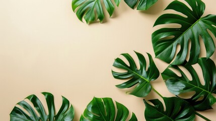 Monstera leaves summer minimal background with a space for a text, flat lay, view from above.