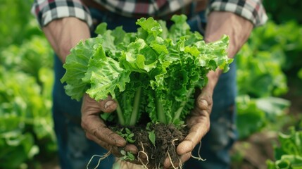 Fototapeta premium Environmentally friendly products. Farmer close-up holding and picking up green lettuce salad leaves with roots .