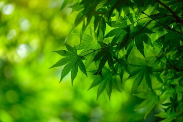 Naklejka premium Green Maple Leaves Against a Soft Bokeh Background