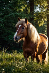 Pony Grazing Peacefully in Forest Clearing, summer daytime. Small horse pony with lush mane eats grass in serene forest setting, outdoors. Pet horse animals concept. Copy ad text space