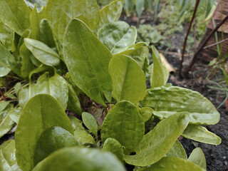 Obraz premium Sour Dock, Natural sour dock Just Beginning to Green in the Garden. Organic Sorrel growing in the garden Green sorrel leaves on the garden bed for growing agricultural plants.