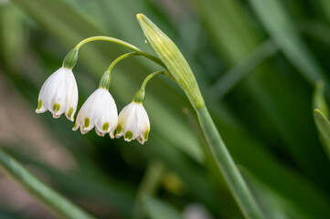 春の庭に咲く白いスノーフレークの花