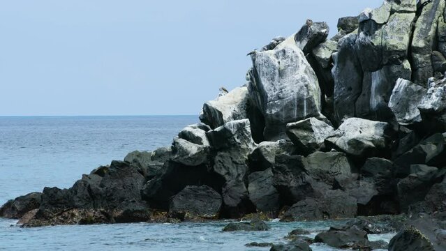 Blue footed booby birds spending their day on huge rocks.