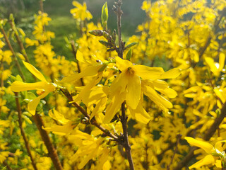 beautiful yellow bush. the bush blooms with yellow flowers. spring nature. Bright yellow Forsythia flowers on the blossoming bush in spring