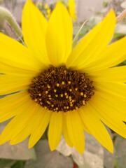 close up of sunflower