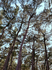  Pine trees in the forest and sky