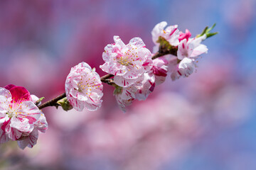 ハナモモ（源平桃）