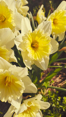 Fototapeta premium beautiful spring daffodils. first spring flowers. yellow-white flowers. daffodil bush.