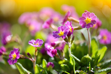 Spring flowers of Primula juliae (Julias Primrose) or purple primrose in the spring garden.