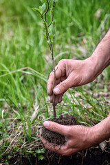 Gardener planting a young tree. Closeup hands of the gardener. Preparation for landing - 775861797