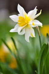 Spring yellow Daffodils in the garden. Fresh Narcissus flowers. Floral background - 775861906