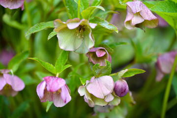 Beautiful pink Helleborus, spring flowers are blooming in the garden. Flower background