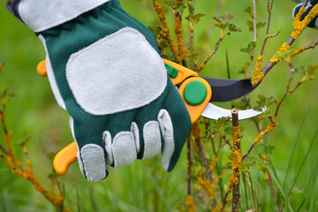 Spring pruning the bush. Hands of gardener in gloves with secateur - 775861968