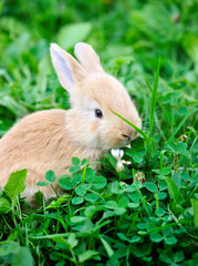 Little rabbit in green grass - 775862133