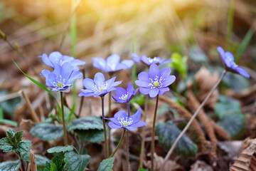 Blooming in the spring forest Hepatica nobilis - 775862197