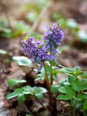 Hollowroot (in Latin: Corydalis cava) blooms in the forest - 775862301