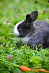 Funny baby rabbit with a carrot in grass