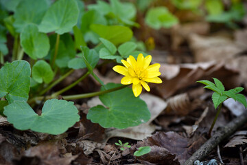 Yellow Lesser celandine (Ficaria verna) in the spring forest.
