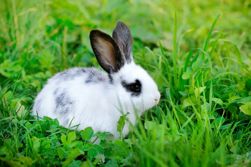 Baby white rabbit with black ears in grass - 775862367