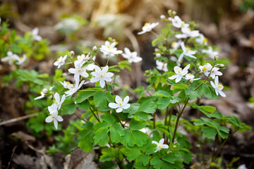 Spring flowers in forest. Isopyrum thalictroides. - 775862383