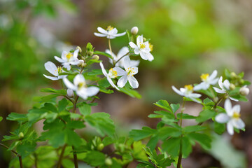 Spring flower close-up. Isopyrum thalictroides.