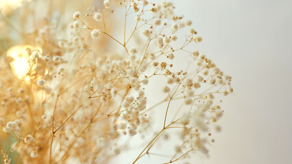 Background with tiny white flowers (gypsophila paniculata), blurred, selective focus.
