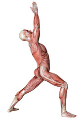 3D Rendering Male Anatomy Figure on White