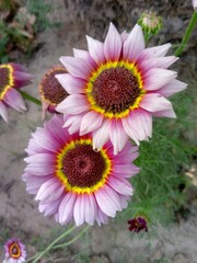 pink and yellow flowers