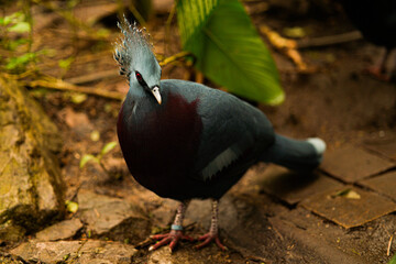 Naklejka premium Oiseaux