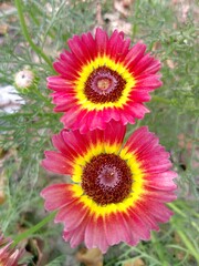 flower in the garden