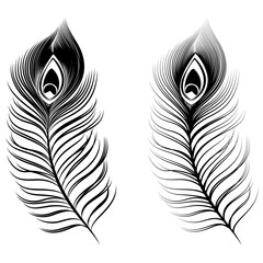 vector drawing of Black peacock feathers, Set of Black peacock feather silhouette, Peacock feather set for your design, vector peacock feather on a white background, Vector illustration