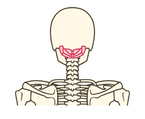 後頭下筋群、大後頭直筋、小後頭直筋、下頭斜筋、上頭斜筋
