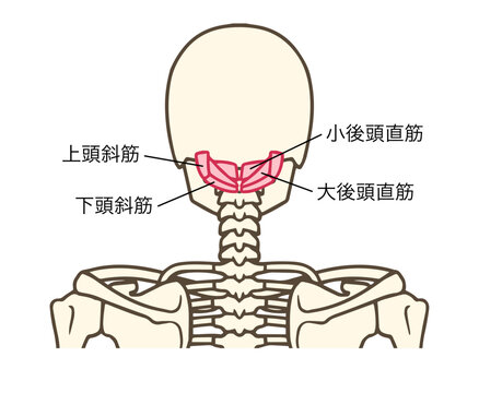後頭下筋群、大後頭直筋、小後頭直筋、下頭斜筋、上頭斜筋