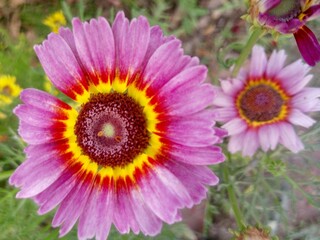 pink and yellow flower