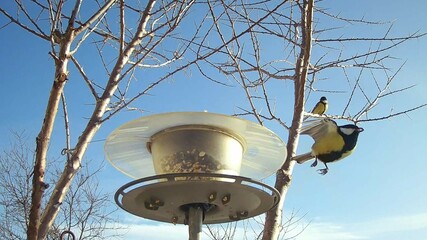 Blue sky, bird feeder with grains and birds Great tit, Parus major in flight under tree of...