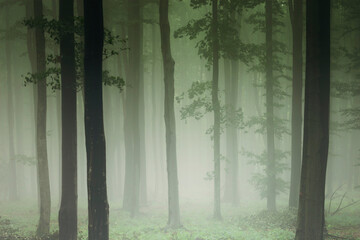 green forest in fog, nature background - 775869306