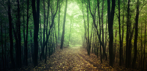 road in fantasy forest, green woods panorama