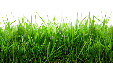 Fototapeta premium Green grass field isolated on transparent background