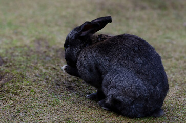 A black rabbit that sits on the ground and washes itself - Powered by Adobe
