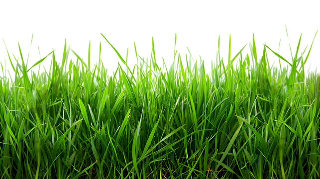 Green grass field isolated on transparent background