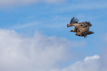 Buitre gyps fulvus volando con posición de descenso y fondo de cielo azul con nubes en Alcoy,...