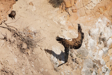 Buitre leonado, gyps fulvus, proyectando su sombra sobre pared vertical durante el aterrizaje,...