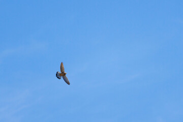 Fotografía minimalista de cernicalo vulgar (Falco tinnunculus) con las alas extendidas y fondo de cielo azul, Alcoy, España