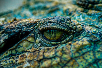 close up of an eye of a crocodile