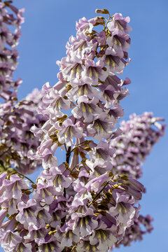Flowers of the bluebell tree Paulownia tomentosa.