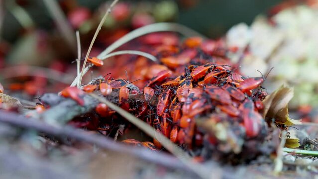 Colony flock of insects. Milkweed bugs crawling in a tree bark. Colony of Pyrrhocoris apterus, Red Soldier Striped Beetle, Firebug, Spilostethus Pandurus, View macro insect in wildlife.