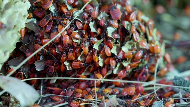 Lots of dangerous insects. Eco disaster. Milkweed bugs crawling in a tree bark. Colony of Pyrrhocoris apterus, Red Soldier Striped Beetle, Firebug, Spilostethus Pandurus, View macro insect in wildlife
