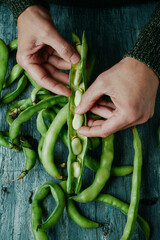 man taking broad beans out of the pod - obrazy, fototapety, plakaty